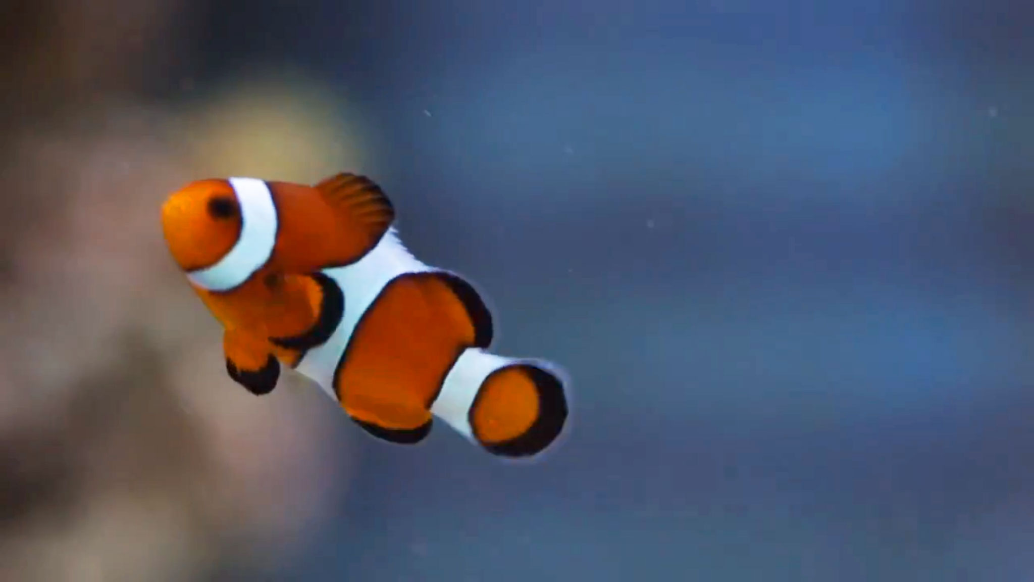 Clownfish made popular through the film 'Finding Nemo'