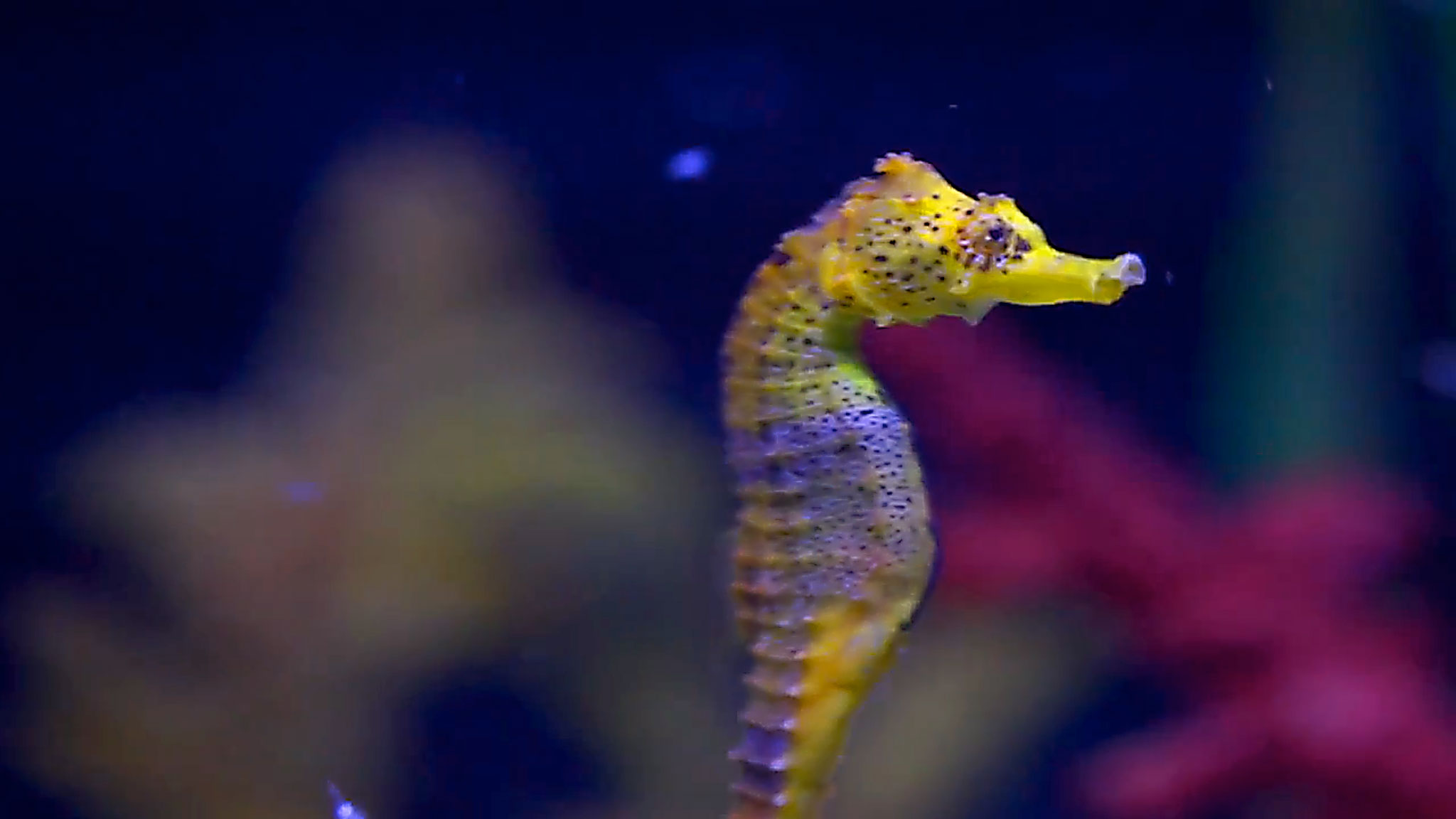 Seahorse, stunning colours
