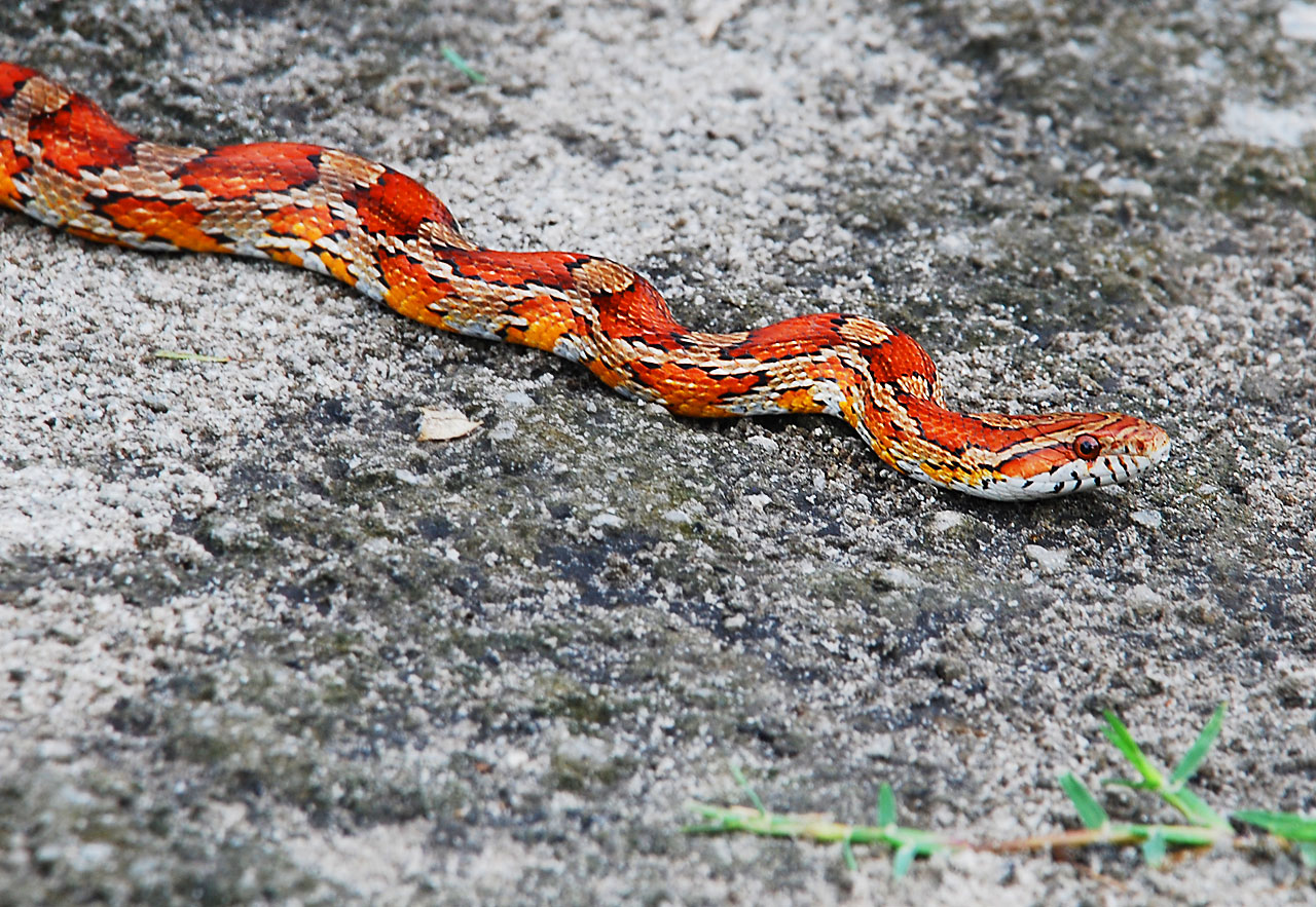 Corn Snake in Shingle Creek Nature Reserve, Kissimmee