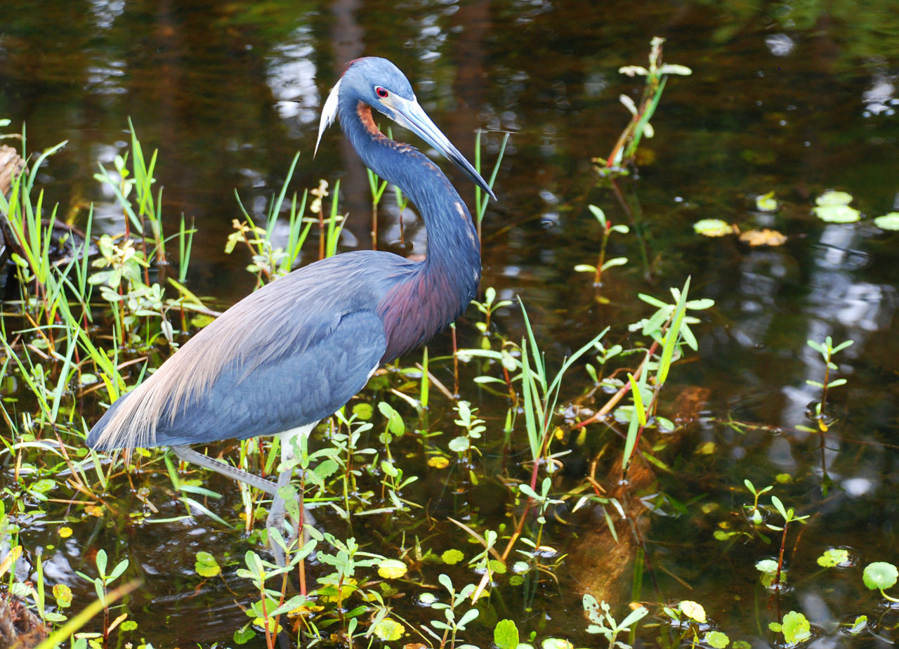 Great Blue Heron at Shingle Creek, Kissimmee