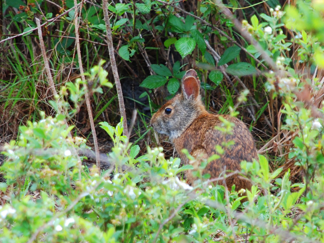 Rabbit in Shingle Creek, Kissimmee