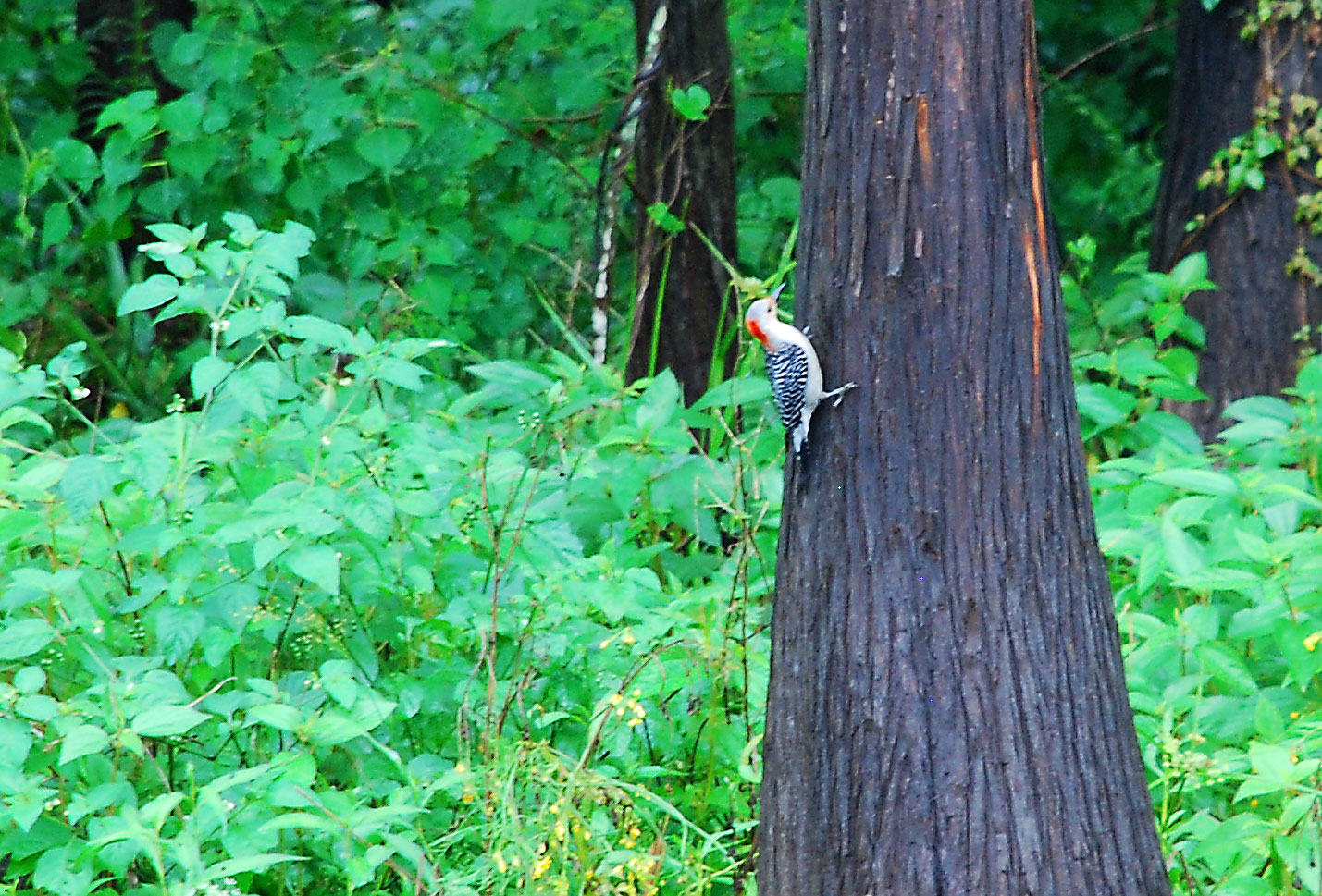 Red Bellied Woodpecker in Kissimmee