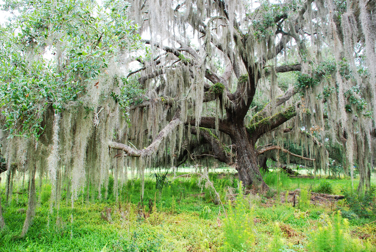 Trees covered in Spanish moss
