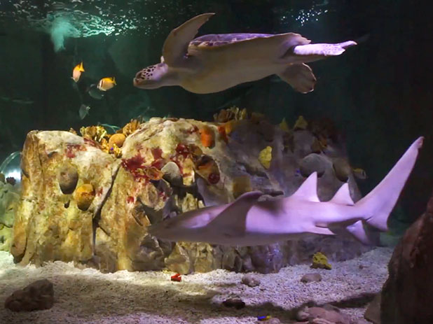 Sea Life Centre in Benalmadena makes a great day out for all the family