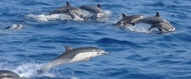 Photograph showing dolphins - take a 4 hour boat trip and also see turtles and maybe a whale!