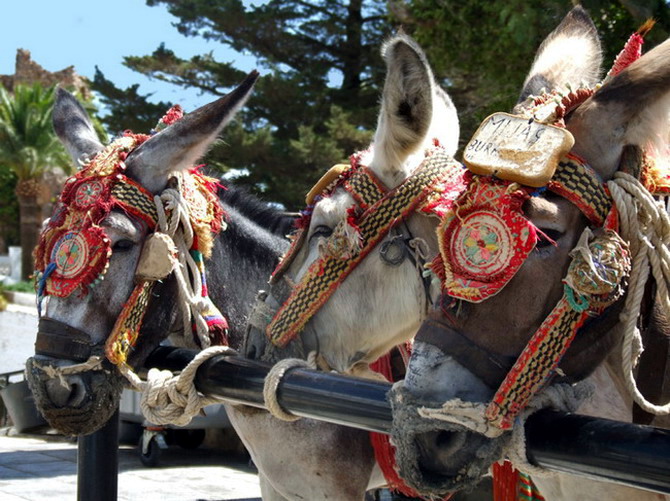The famous donkey-drawn taxis in Mijas, photo © Anne Sewell