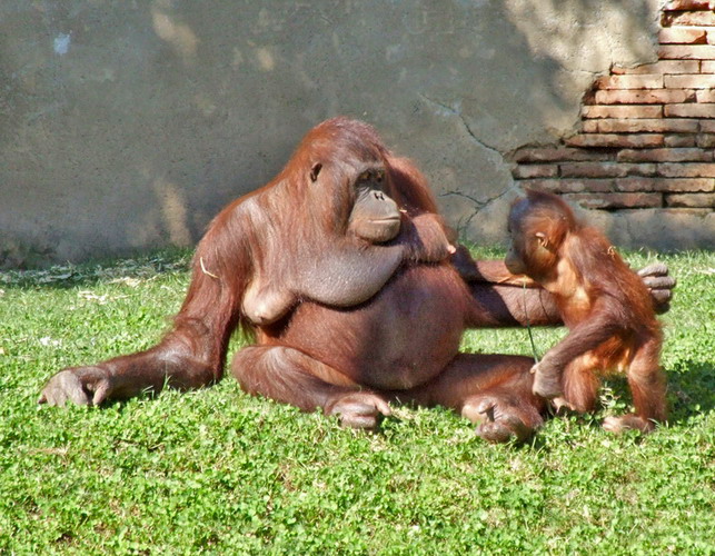 Orangutan mother and child in the Bioparc Fuengirola © Anne Sewell