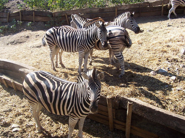Zebras are one of the many safari mammals to see in Selwo Aventura Estepona