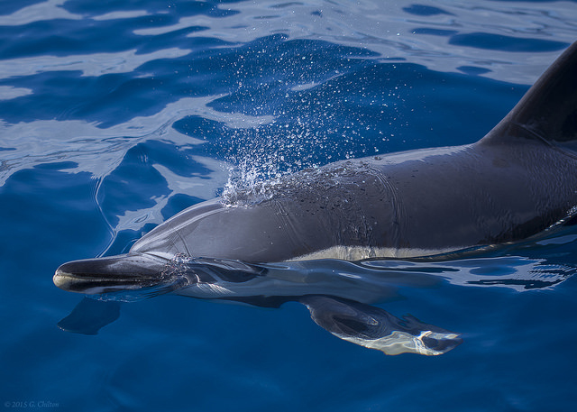 A dolphin off the coast of Madeira - photo courtesy Gideon Chilton