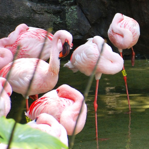 50 Fun Florida Facts including Flamingos, Alligators, Manatees and More