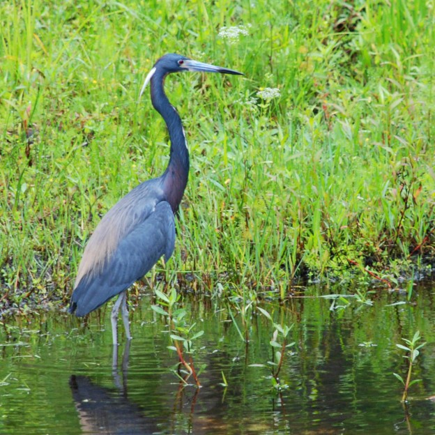 Blue Heron at the waters edge in Shingle Creek Nature Reserve, Kissimmee