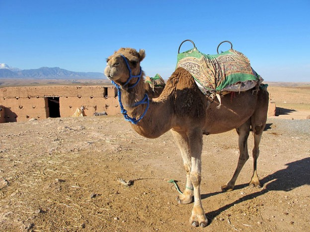 Camel riding in Morocco