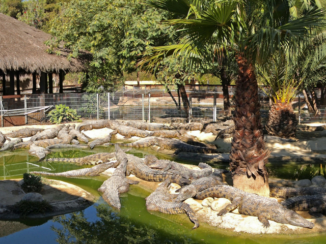 Kids will love the Crocodile Park in Torremolinos