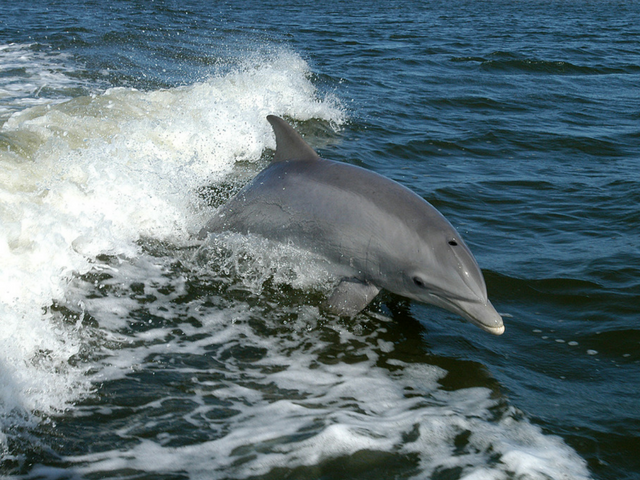 Dolphin watching is a great experience for all the family