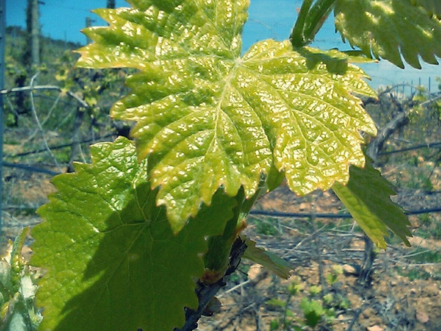 Bodega Morosanto, Ronda